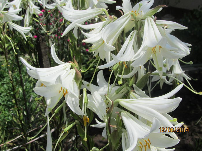 IMG_3099 - Flori de gradina-2014 Vara