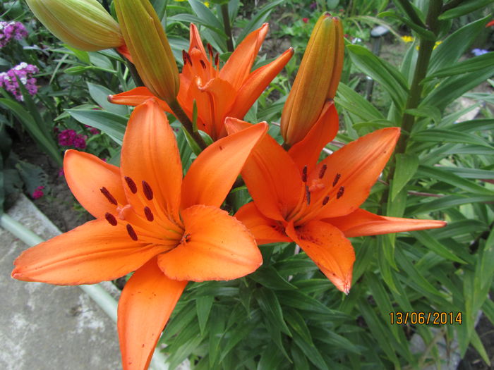 IMG_3132 - Flori de gradina-2014 Vara
