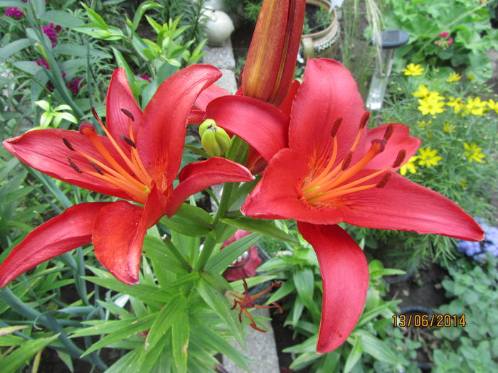 IMG_3133 - Flori de gradina-2014 Vara