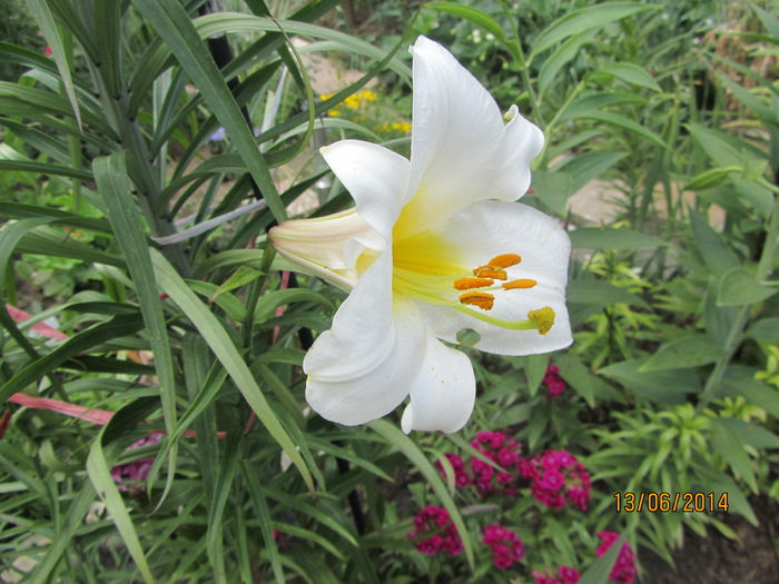 Primul crin regal inflorit - Flori de gradina-2014 Vara