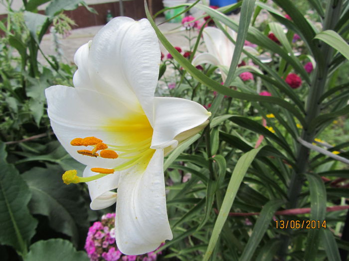 IMG_3130 - Flori de gradina-2014 Vara