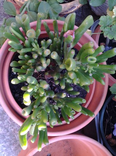crassula
