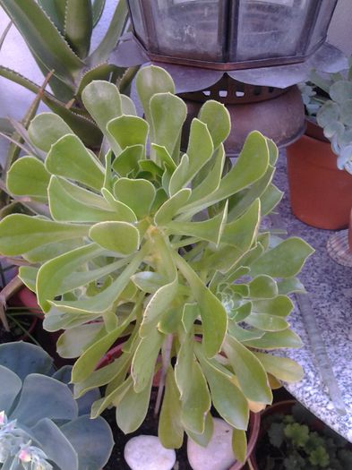 aeonium green