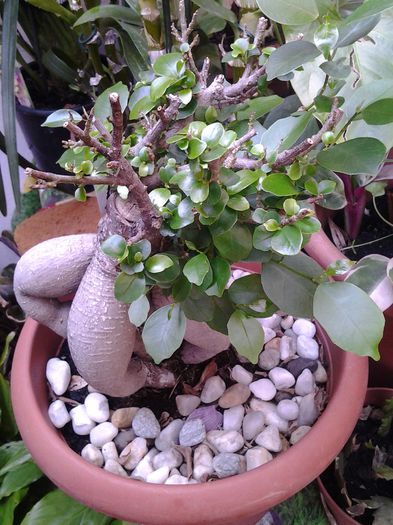 ficus bonsai..a nu se confunda cu ginseng.