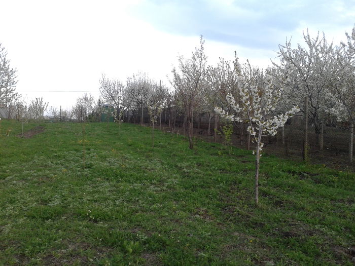 2014-04-09 19.11.06; Aici cresc gusteri, broscute mici , soareci de camp, greieri . Citeodata, daca e iarba mare vin si serpi .
