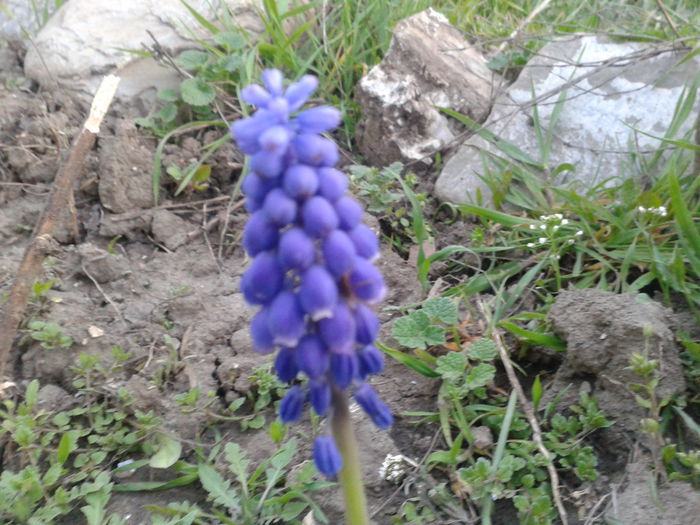 Muscari - 2014