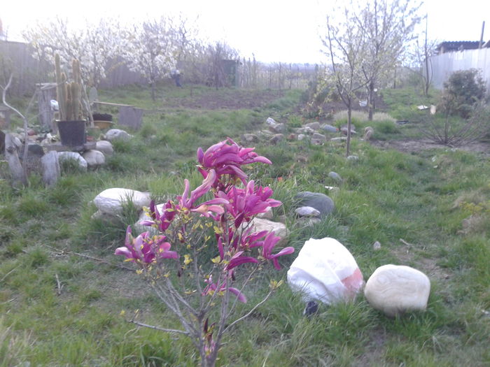 Magnolie arbust