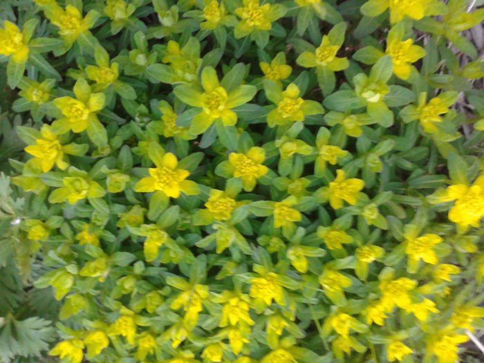 Euphorbia; Euphorbia epithymoides
