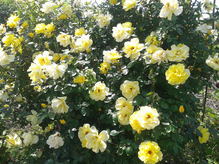 Trandafirul galben in mai - 2014
