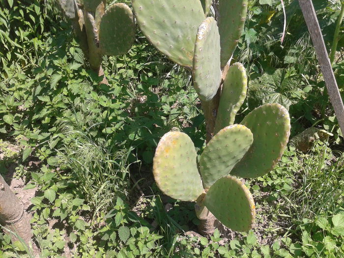 Cactusi