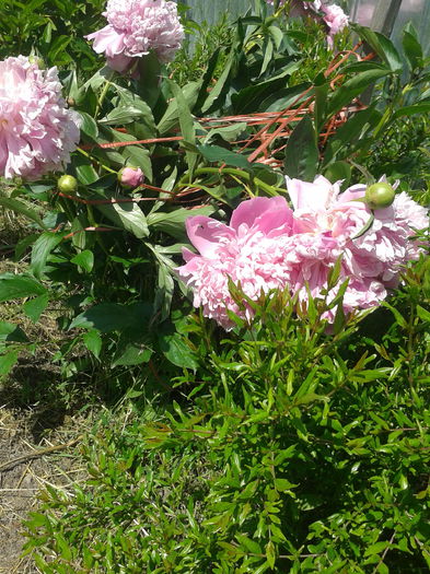 Bujorii 2014-05-25 - 2014