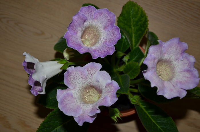 Glimmer - Gloxinii 2014
