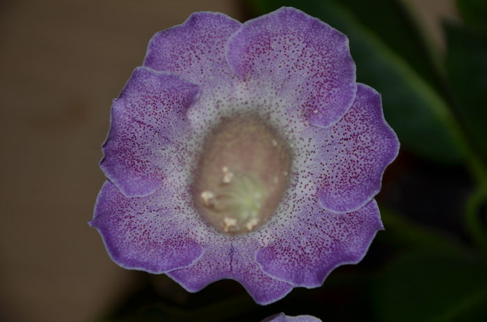 Glimmer - Gloxinii 2014