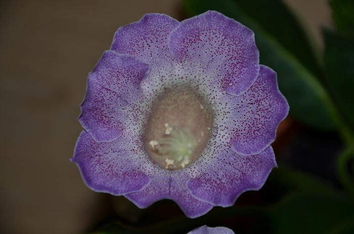 Glimmer - Gloxinii 2014