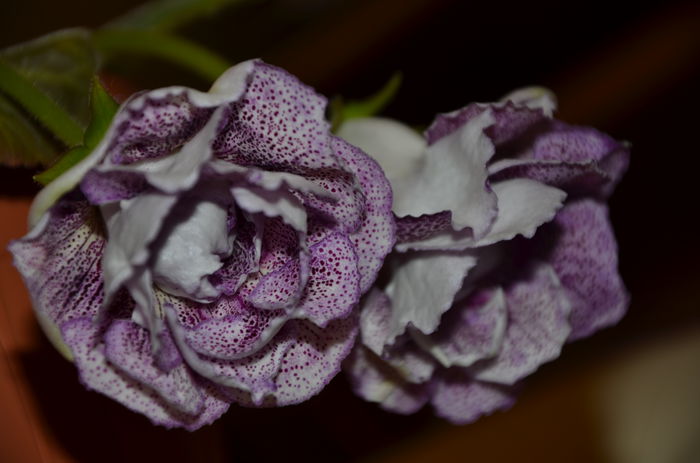 Koketka blue - Gloxinii 2014