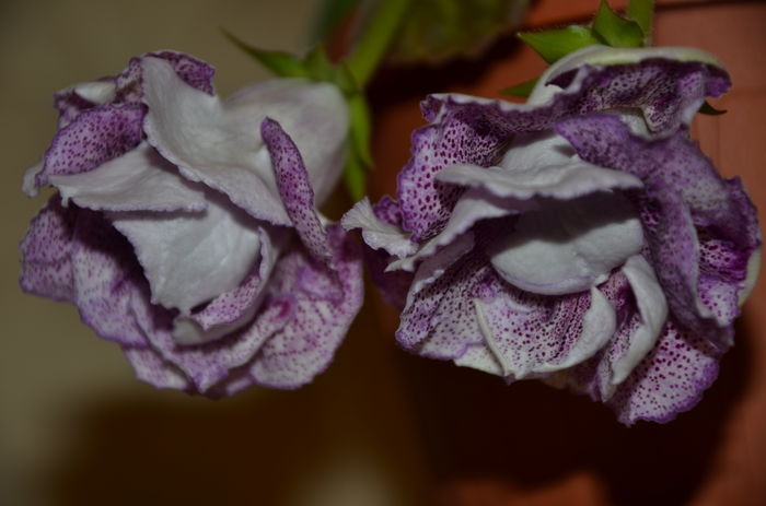 Koketka blue - Gloxinii 2014