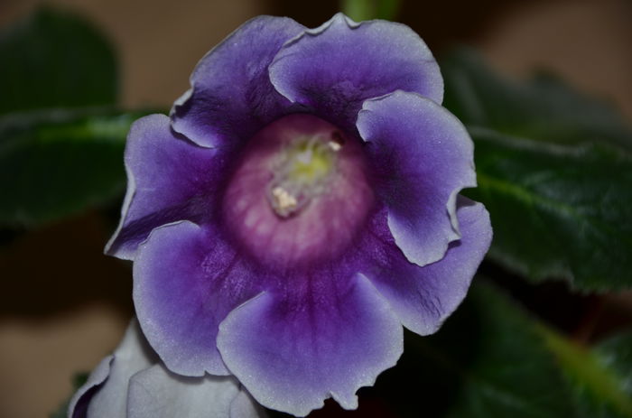 Lila- blue - Gloxinii 2014