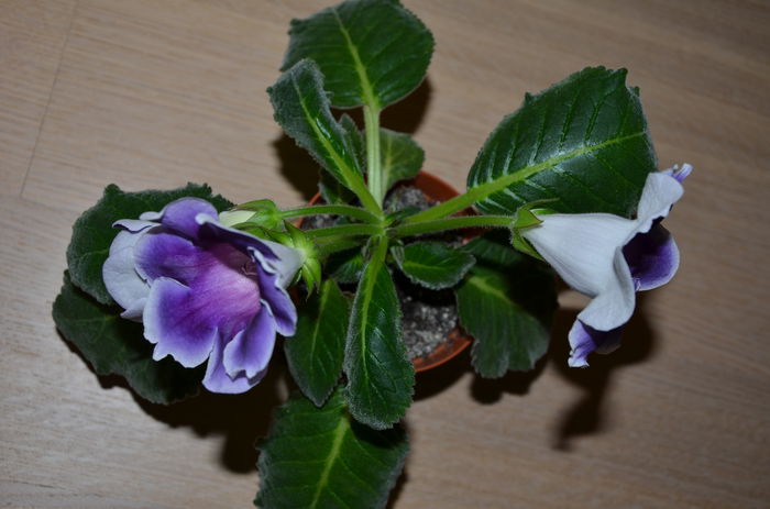 Lila- blue - Gloxinii 2014