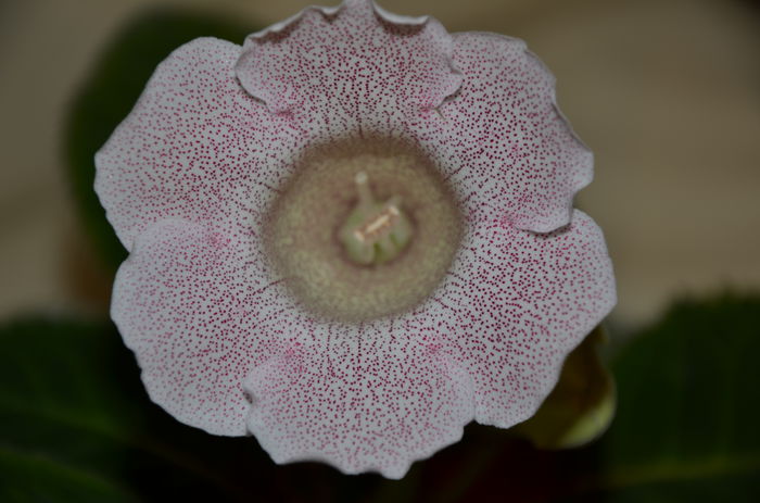 Tigrina Pink - Gloxinii 2014