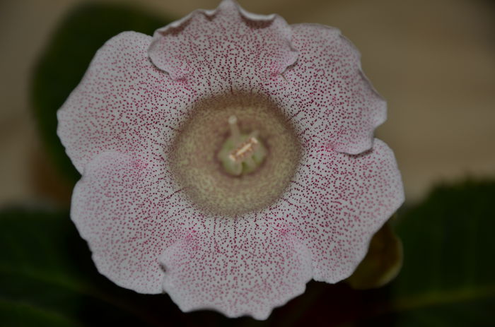 Tigrina Pink - Gloxinii 2014