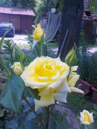 Fotografie1203 - vara 2014