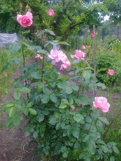 Fotografie1208 - vara 2014