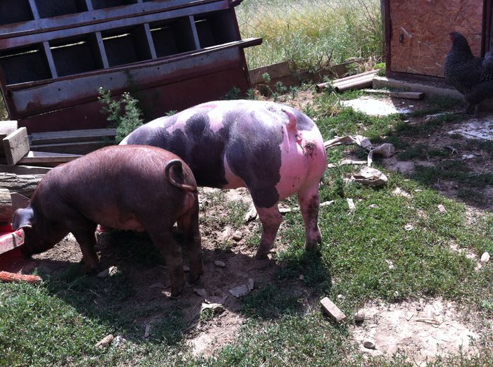 Scrofite Pietrain si vierus Duroc cu Pedigree