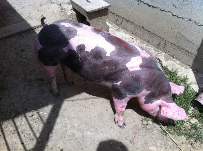 Scrofite Pietrain 12 sapt 40 kg