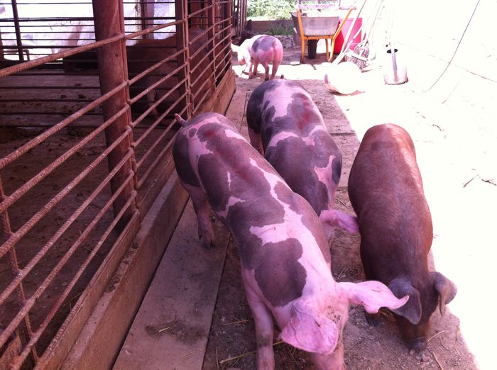 Scrofite Pietrain pt prasila nou 025