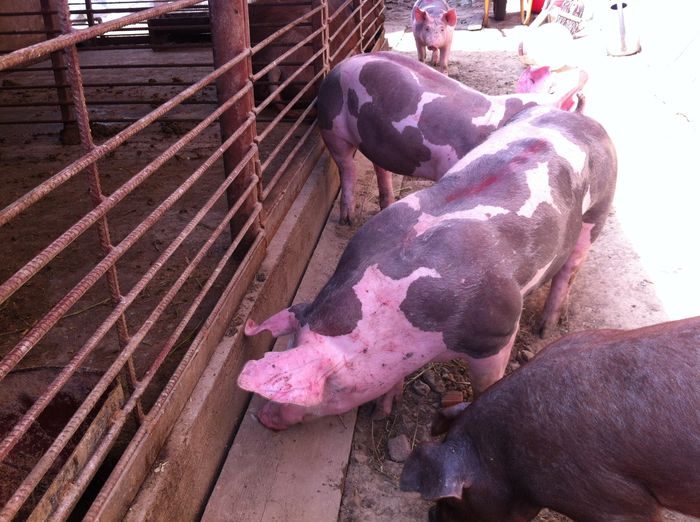 Scrofite Pietrain pt prasila nou 027