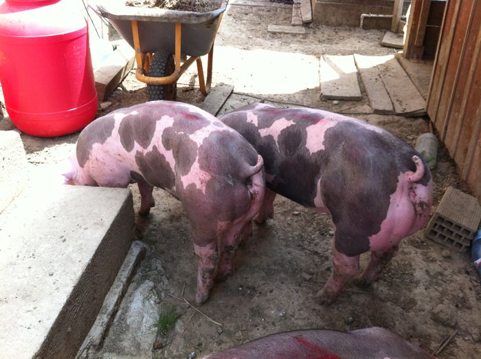 Scrofite Pietrain pt prasila nou 032