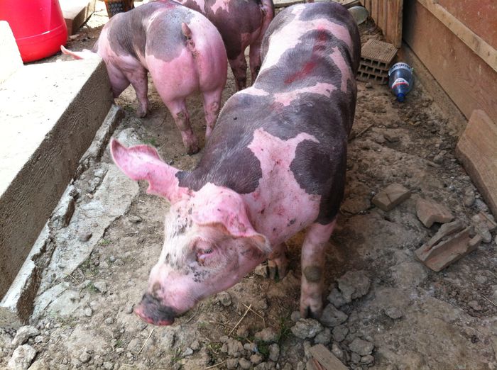 Scrofite Pietrain pt prasila nou 035