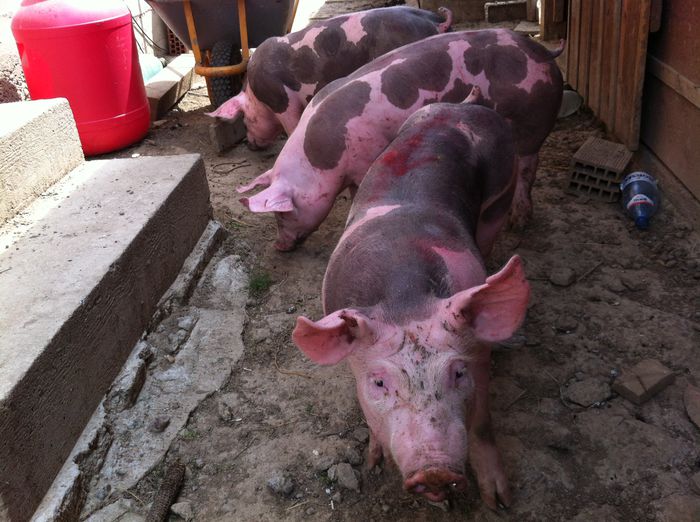 Scrofite Pietrain pt prasila nou 038