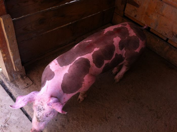 Scrofite Pietrain genetica de top