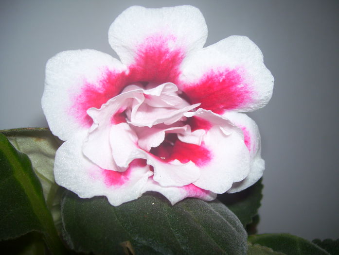  - gloxinia 2014