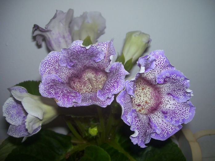  - gloxinia 2014