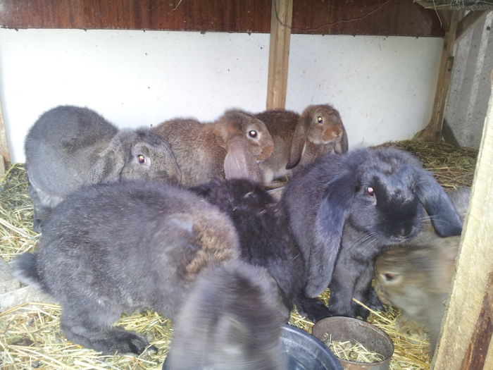 Pui gri agouti,gri fier,negri - Vand pui marele berbec