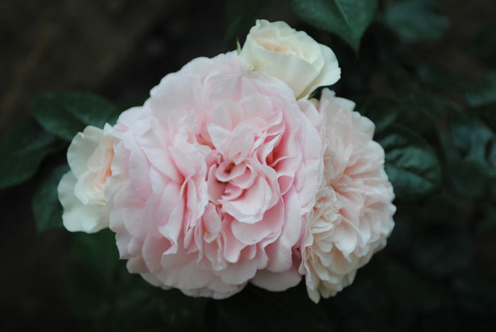 Mariatheresia - yyy 2014 Trandafiri si clematite