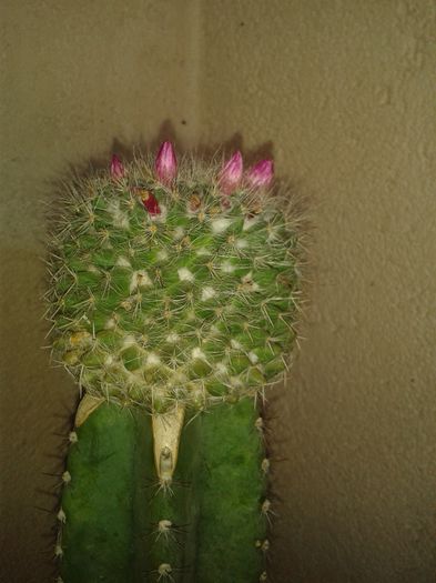 c5 - colectie cactusi trandafiri si flori