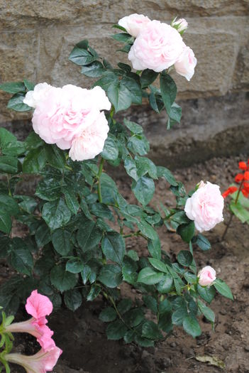 Mariatheresia - yyy 2014 Trandafiri si clematite