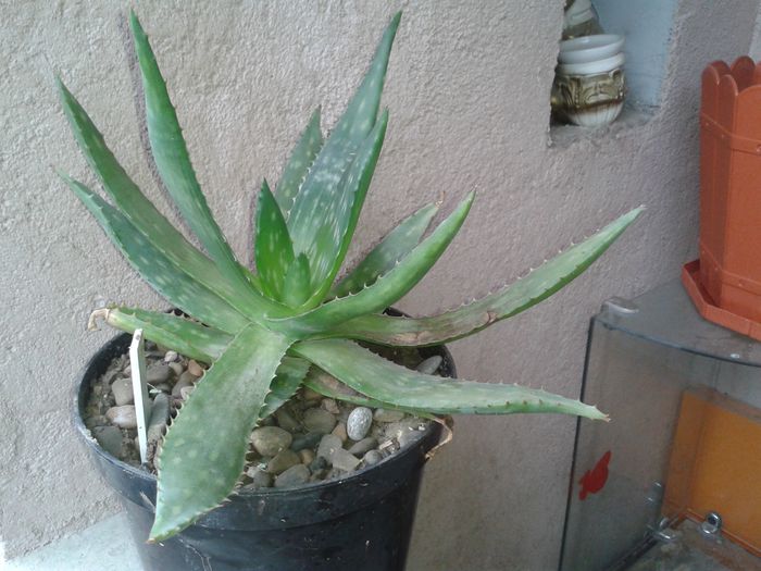 aloe