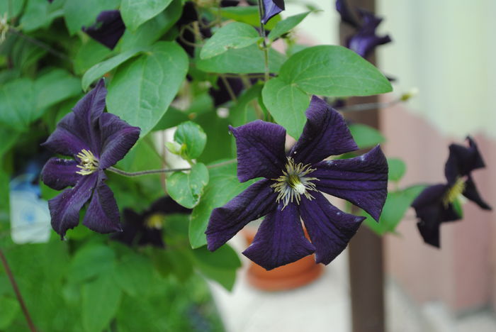 clematis Romantika - yyy 2014 Trandafiri si clematite