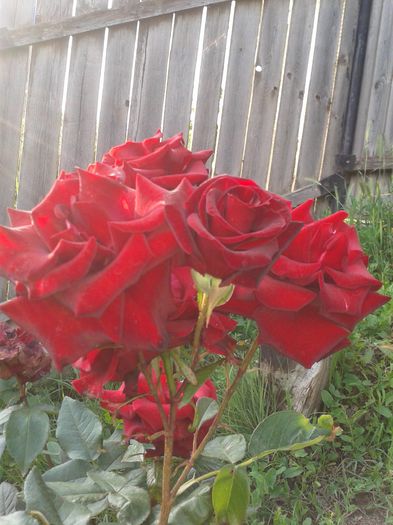 ttr - colectie cactusi trandafiri si flori