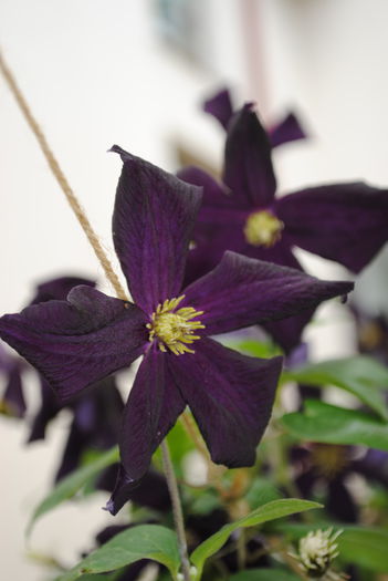 clematis Romantika - yyy 2014 Trandafiri si clematite