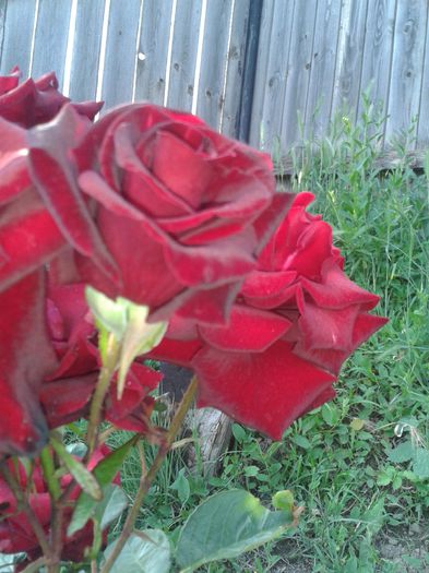 tr - colectie cactusi trandafiri si flori