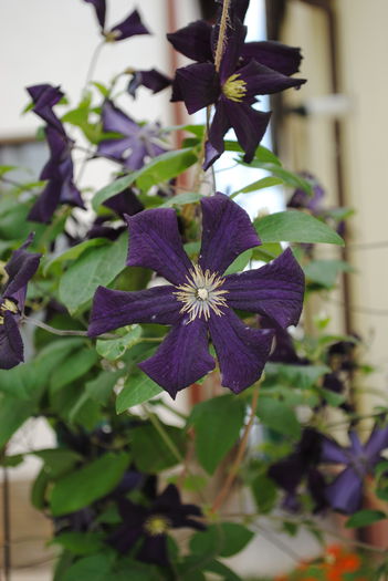 clematis Romantika - yyy 2014 Trandafiri si clematite