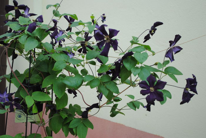 clematis Romantika - yyy 2014 Trandafiri si clematite