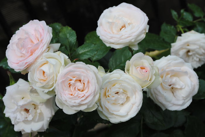 Eden Rose - yyy 2014 Trandafiri si clematite