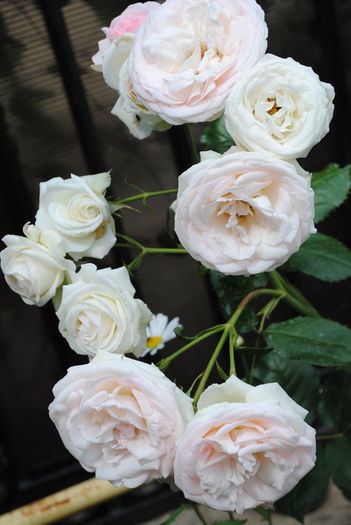 Eden Rose - yyy 2014 Trandafiri si clematite