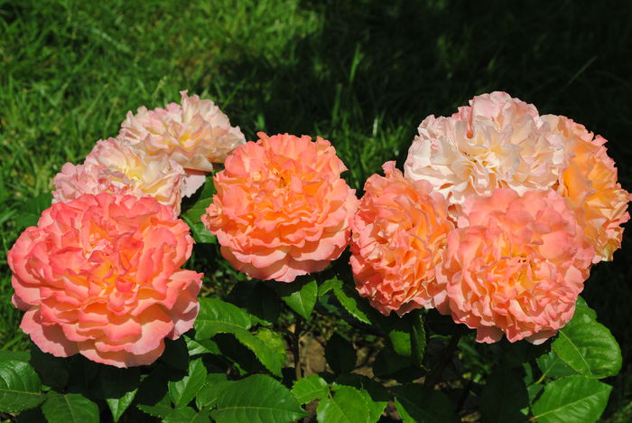 Augusta Luise - yyy 2014 Trandafiri si clematite
